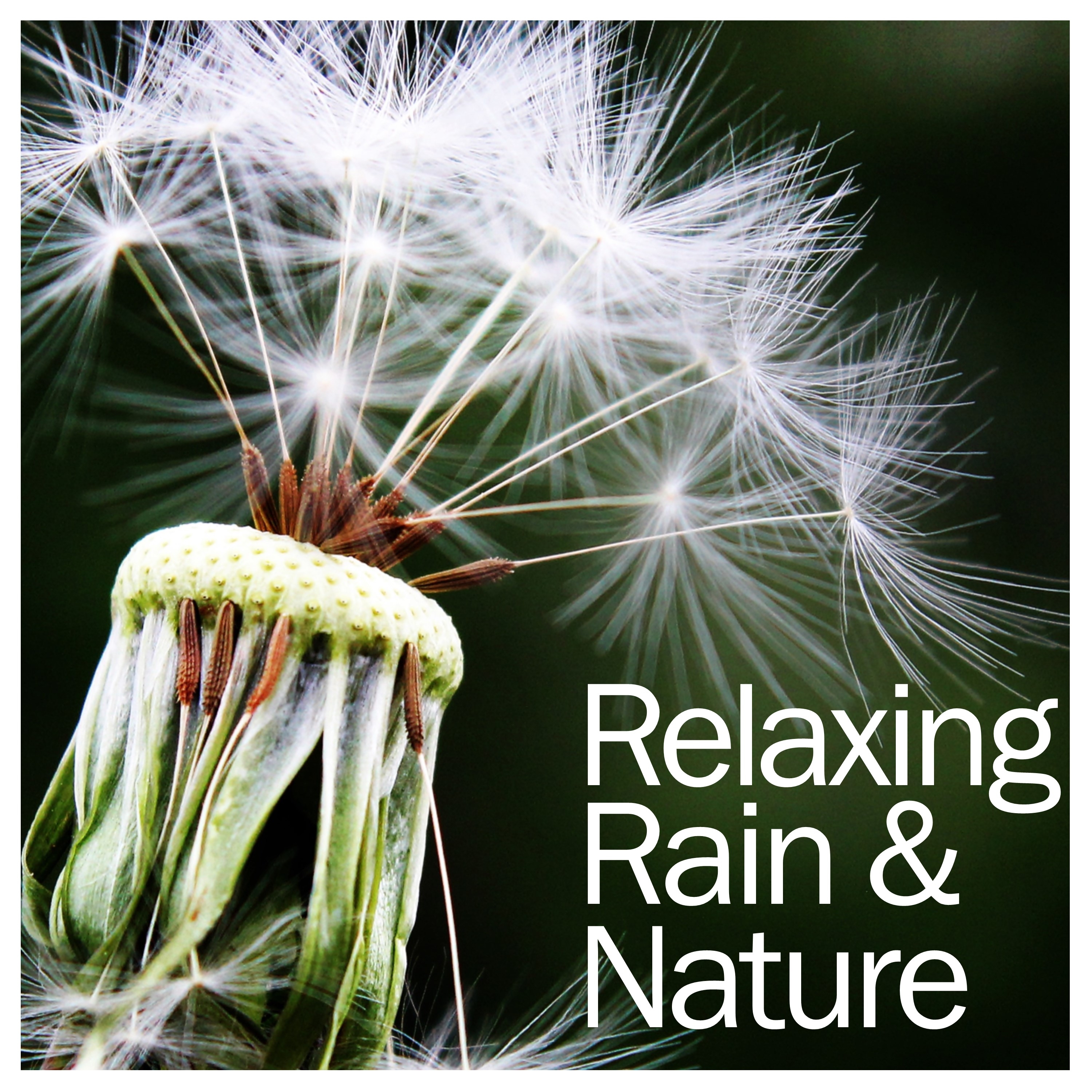 19 Relaxing Rain and Nature Sounds.  Let them Calm and Soothe Your Active Mind
