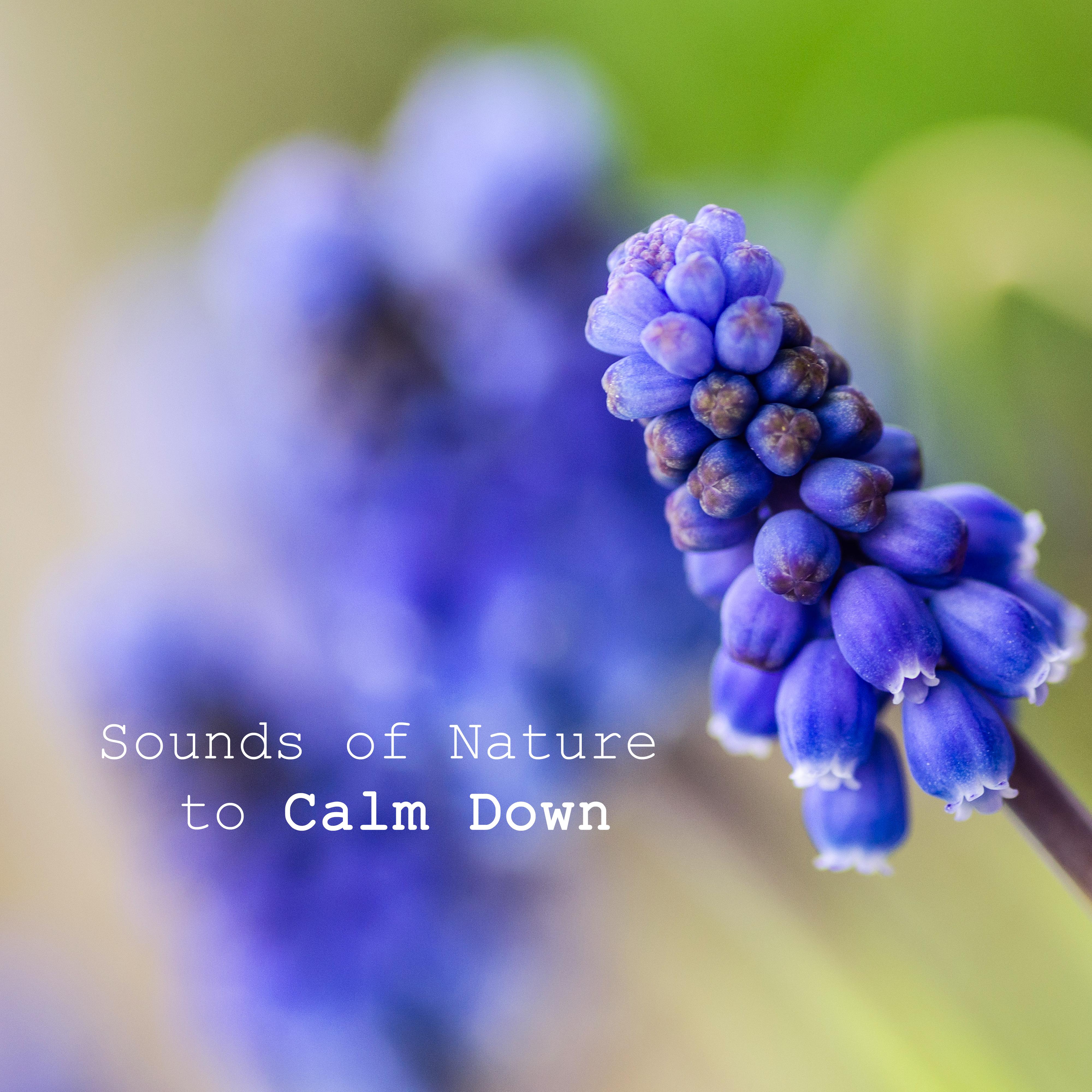 Sounds of Nature to Calm Down – Peaceful Music, Healing Songs, Anti Stress Music, Pure Relaxation, Soothing Piano, Sounds of Birds, Relaxing Waves