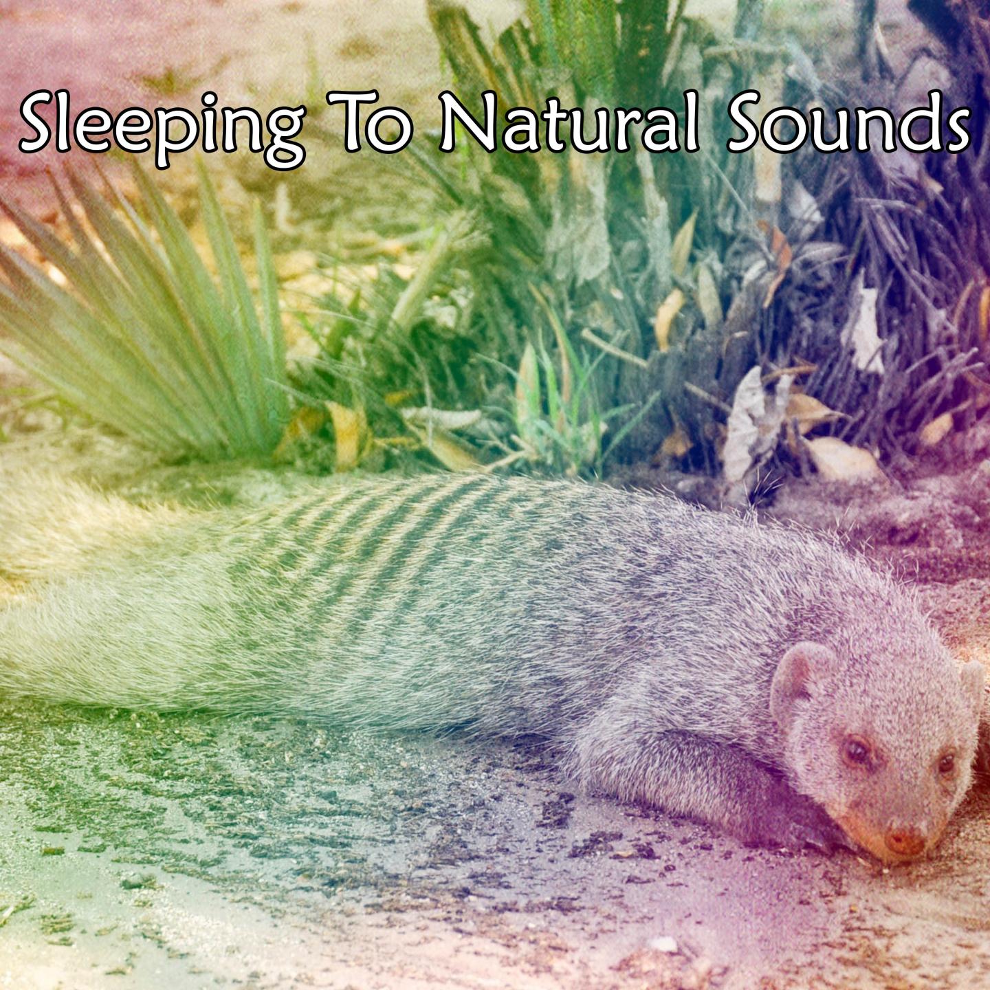 Sleeping To Natural Sounds