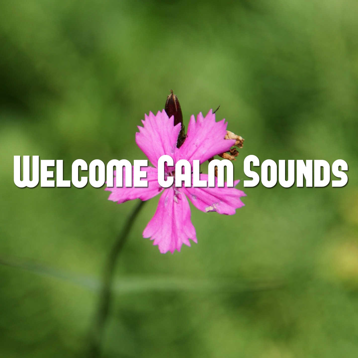 Welcome Calm Sounds