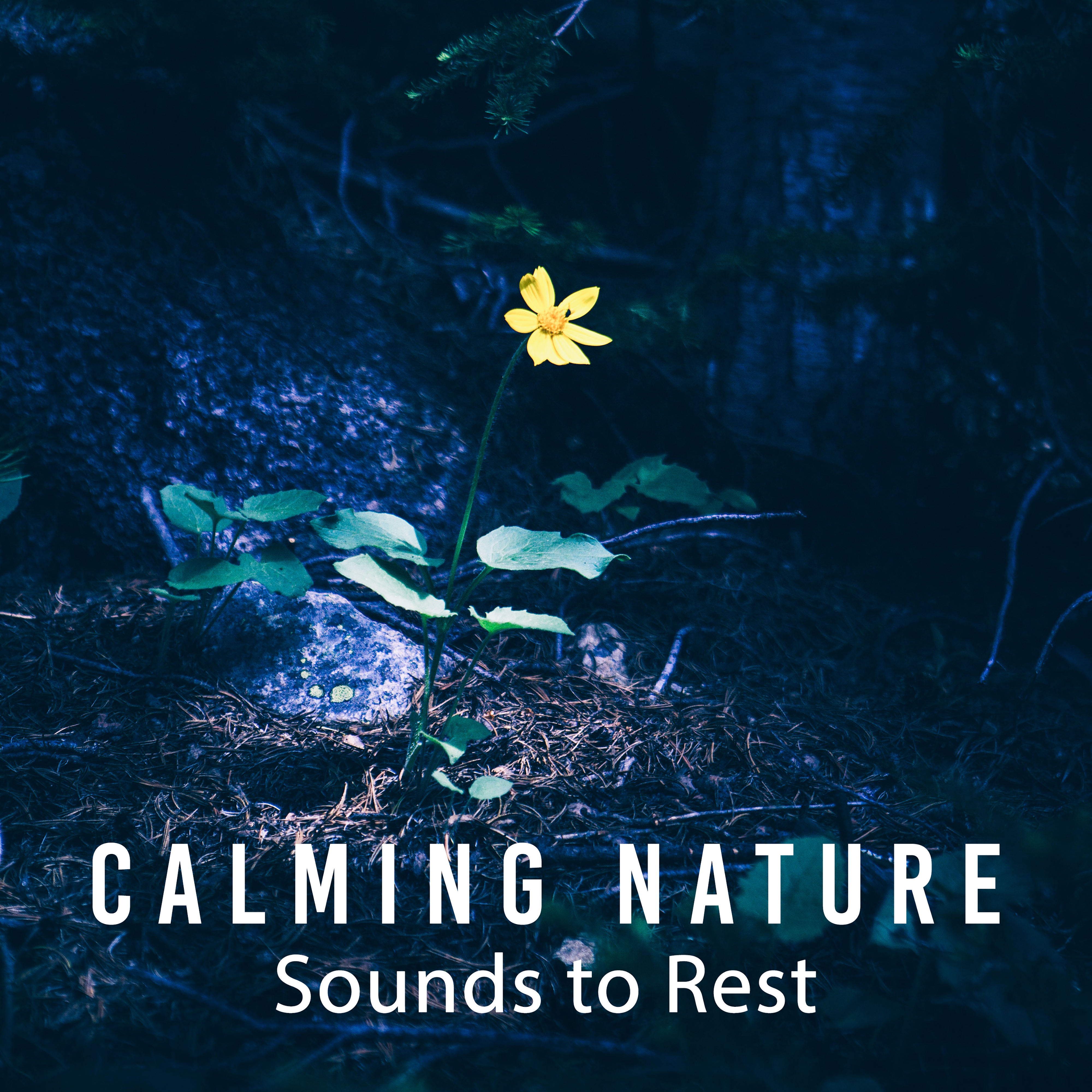 Calming Nature Sounds to Rest – Chilled Moments, Beautiful Nature Music, Sounds to Rest & Relax, New Age Healing Music
