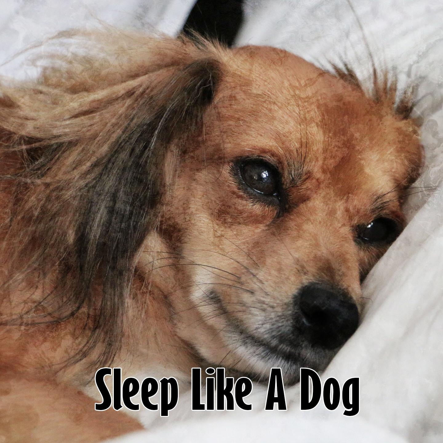 Sleep Like A Dog